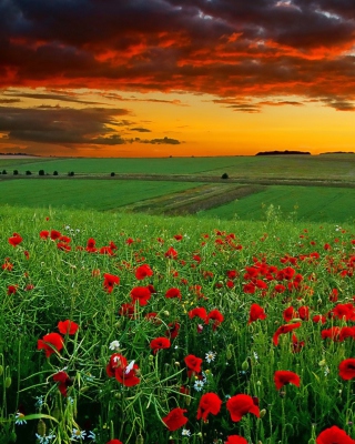 Poppy Field At Sunset - Obrázkek zdarma pro Nokia Asha 306