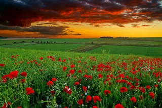 Poppy Field At Sunset - Obrázkek zdarma 