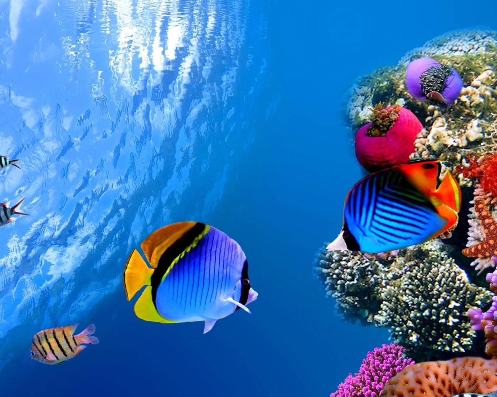 Das Underwater Life Wallpaper 1600x1280