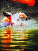 Fondo de pantalla Pink Flamingo Enjoying Water 132x176