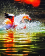 Screenshot №1 pro téma Pink Flamingo Enjoying Water 176x220