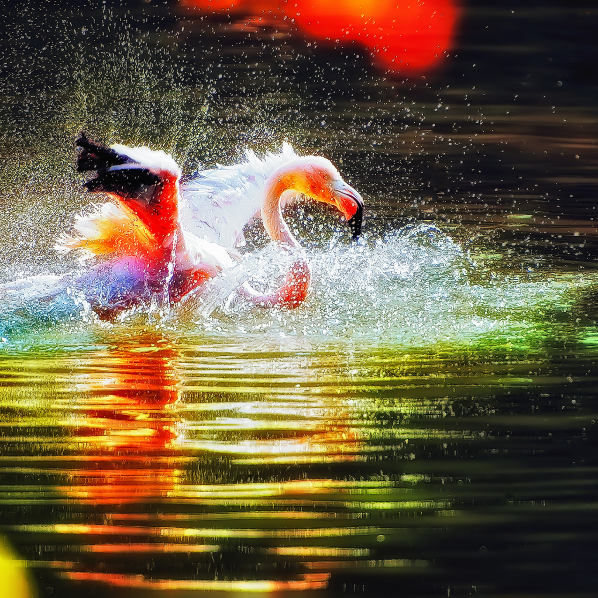 Fondo de pantalla Pink Flamingo Enjoying Water 2048x2048