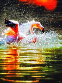 Fondo de pantalla Pink Flamingo Enjoying Water 240x320