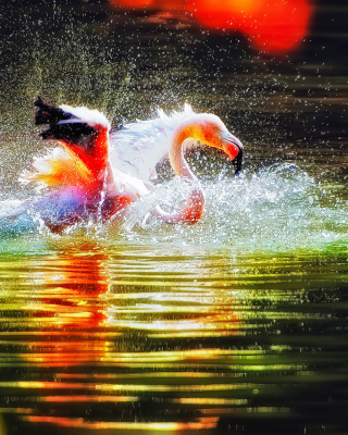 Pink Flamingo Enjoying Water - Obrázkek zdarma pro 480x640