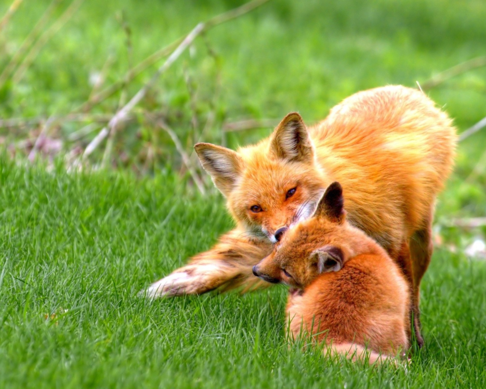 Foxes Playing wallpaper 1600x1280