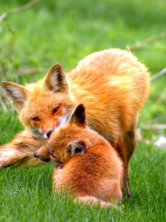 Foxes Playing wallpaper 240x320