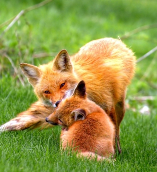 Foxes Playing - Obrázkek zdarma pro iPad