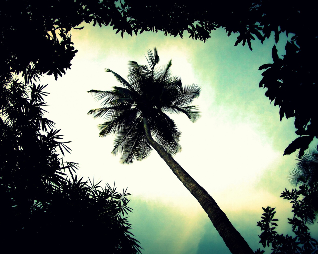 Screenshot №1 pro téma Palm Tree Top 1280x1024