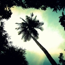 Palm Tree Top screenshot #1 128x128
