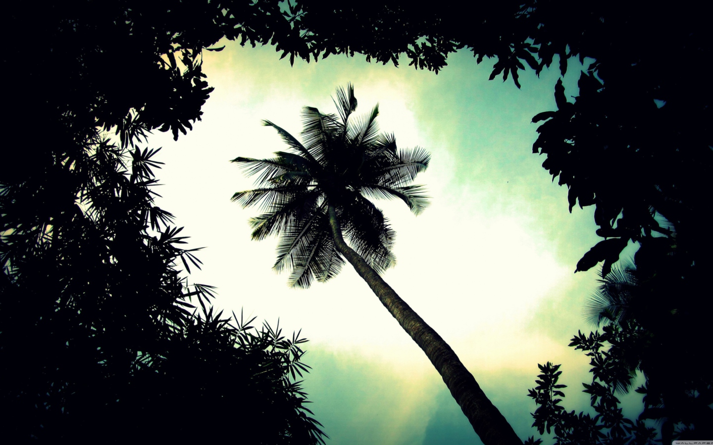 Screenshot №1 pro téma Palm Tree Top 1440x900