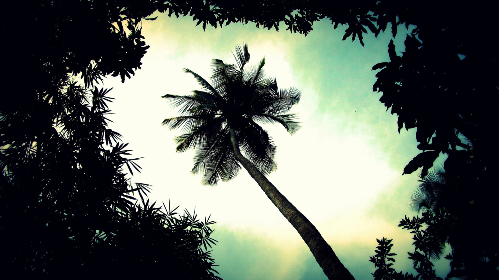 Обои Palm Tree Top 1600x900