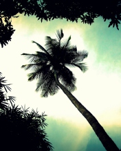 Screenshot №1 pro téma Palm Tree Top 176x220