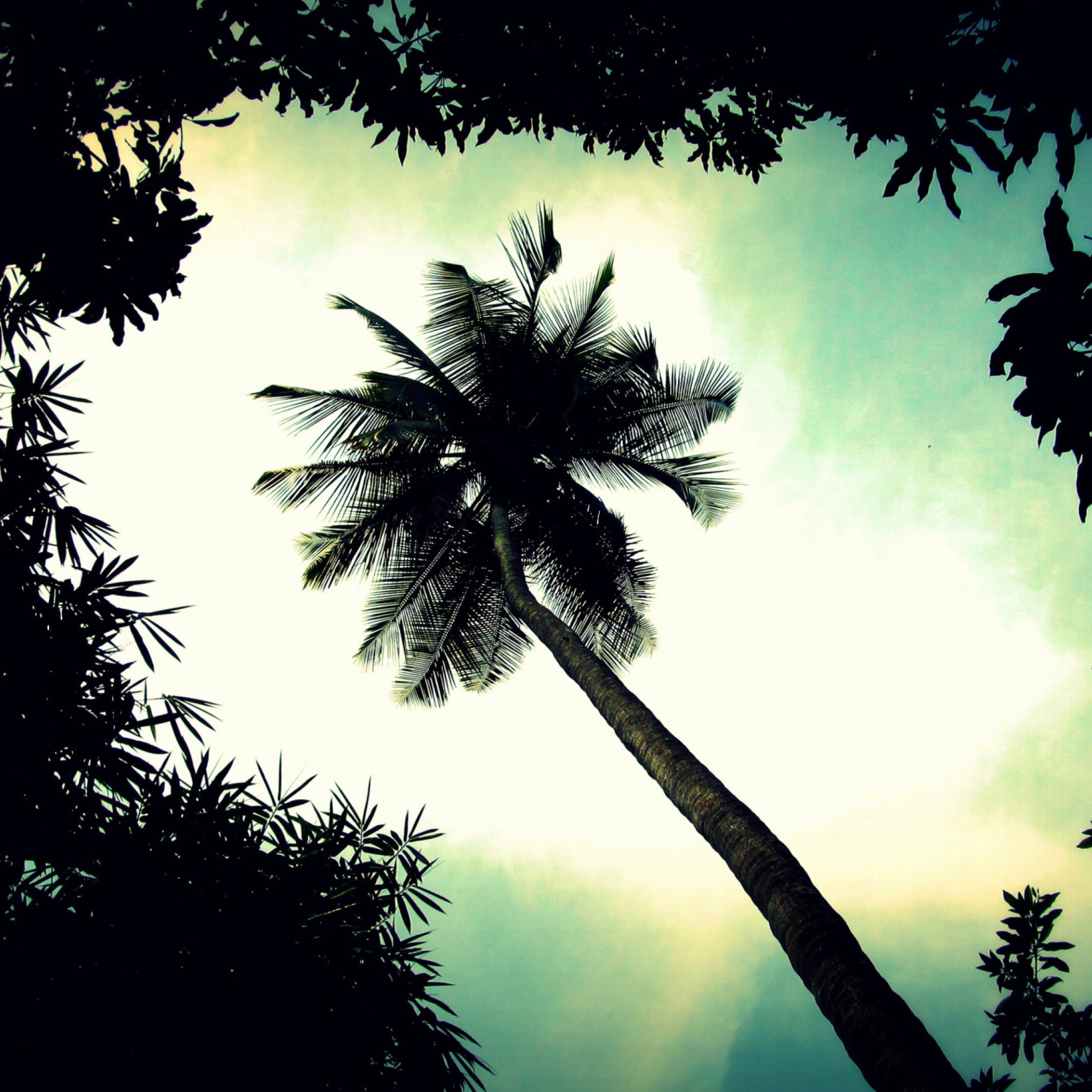 Screenshot №1 pro téma Palm Tree Top 2048x2048