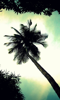 Palm Tree Top wallpaper 240x400