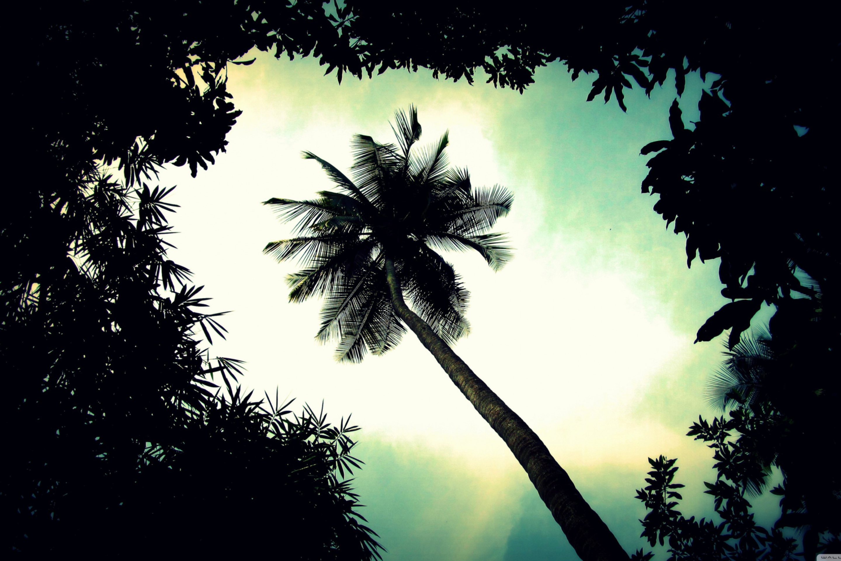 Palm Tree Top wallpaper 2880x1920