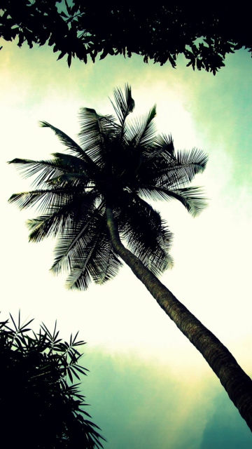 Palm Tree Top screenshot #1 360x640