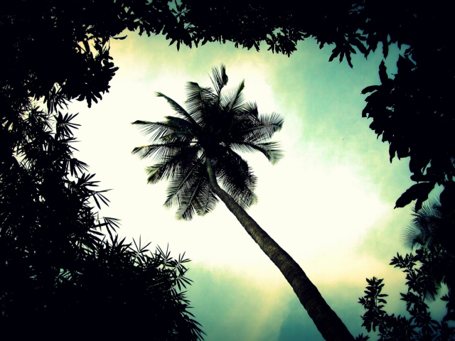 Sfondi Palm Tree Top 640x480
