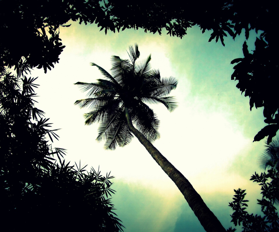 Sfondi Palm Tree Top 960x800