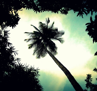 Palm Tree Top Wallpaper for iPad 3