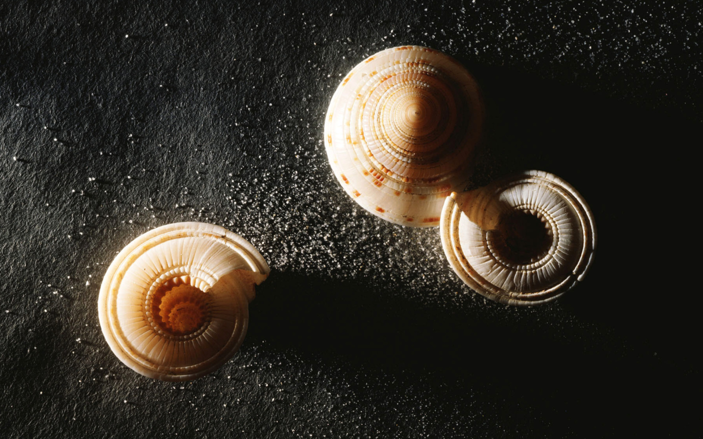 Fondo de pantalla Minimalist Snail 1440x900