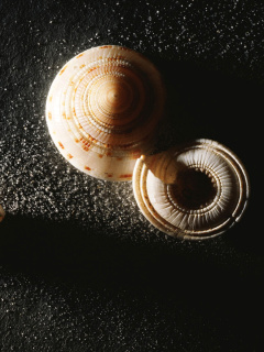 Обои Minimalist Snail 240x320