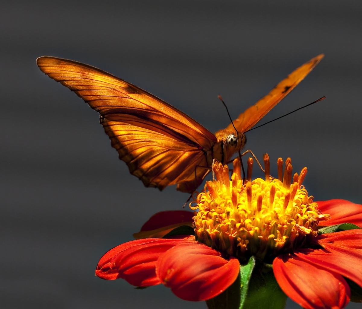 Screenshot №1 pro téma Butterfly On Flower 1200x1024