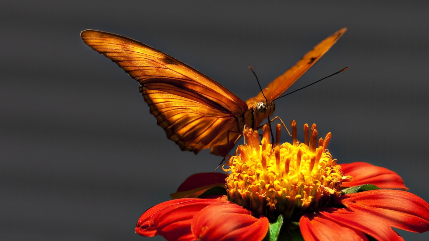 Butterfly On Flower screenshot #1 1366x768