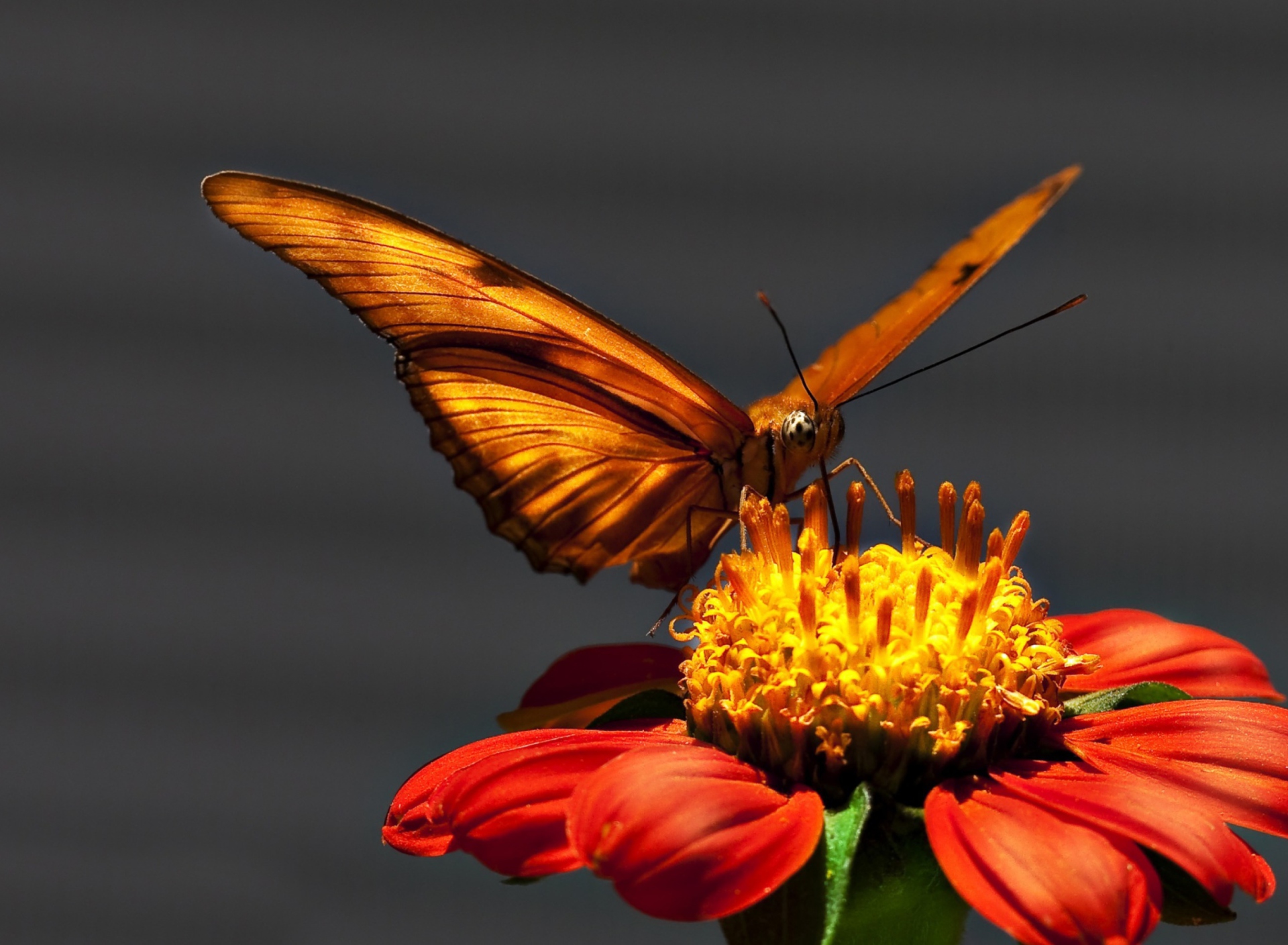 Screenshot №1 pro téma Butterfly On Flower 1920x1408