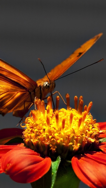 Screenshot №1 pro téma Butterfly On Flower 360x640