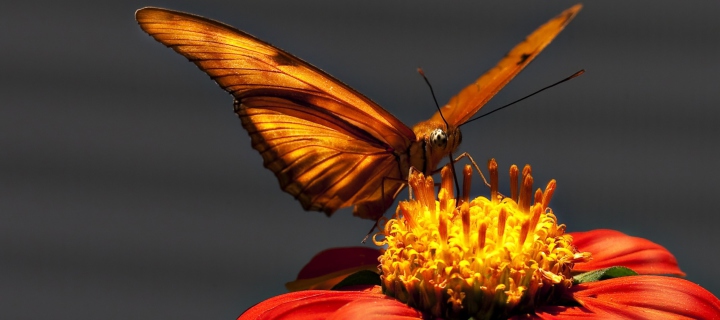 Screenshot №1 pro téma Butterfly On Flower 720x320