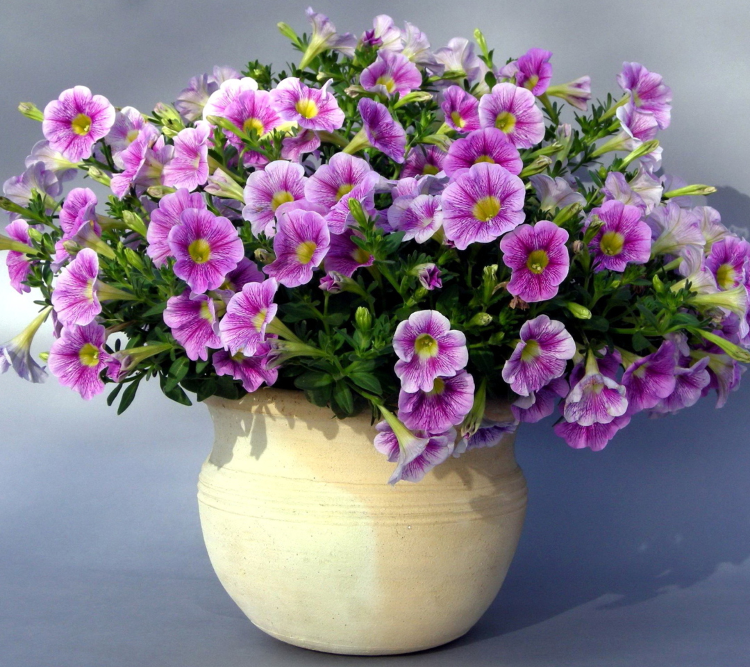 Sfondi Purple Petunia Bouquet 1080x960