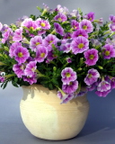 Screenshot №1 pro téma Purple Petunia Bouquet 128x160