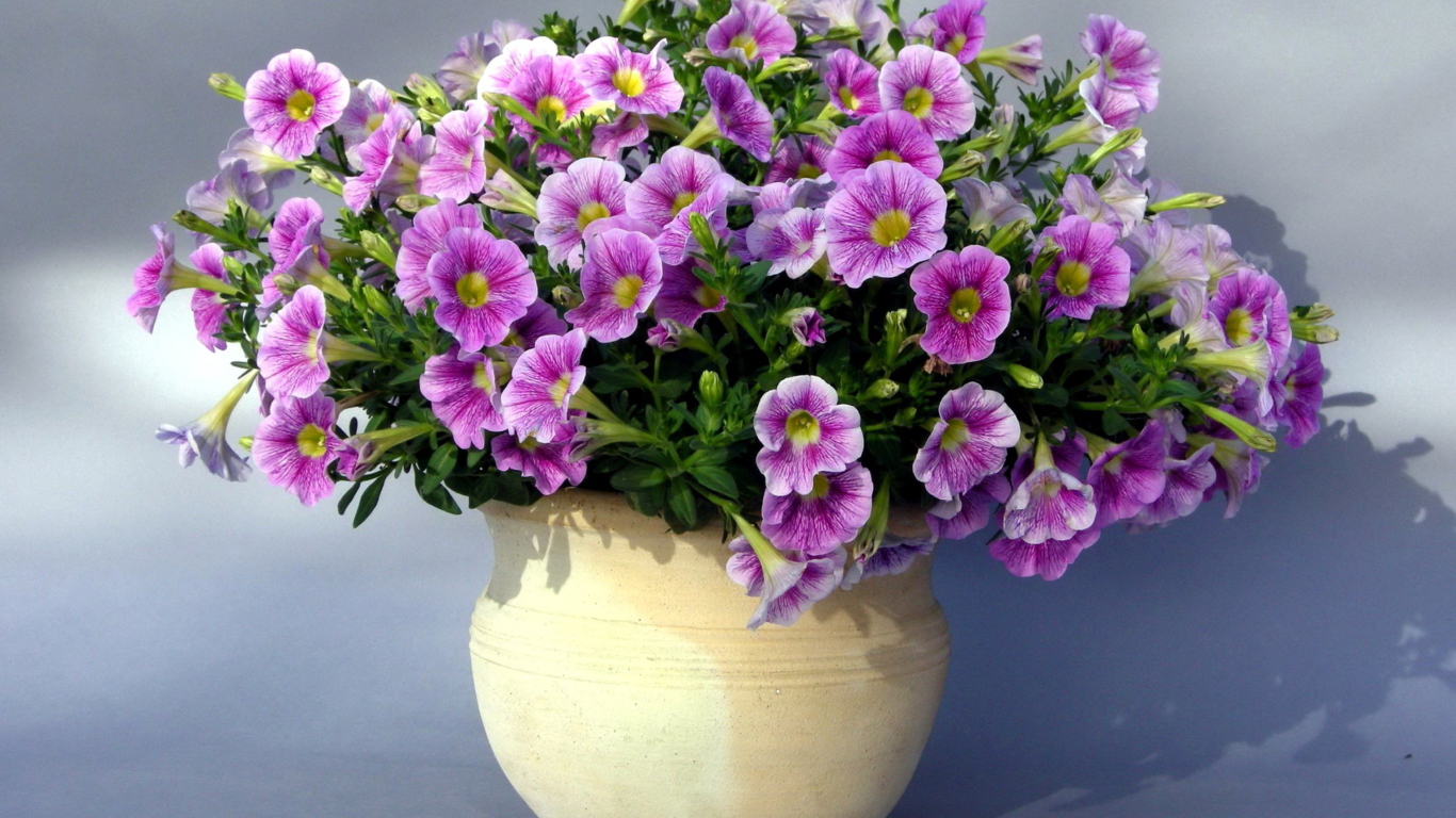 Purple Petunia Bouquet wallpaper 1366x768