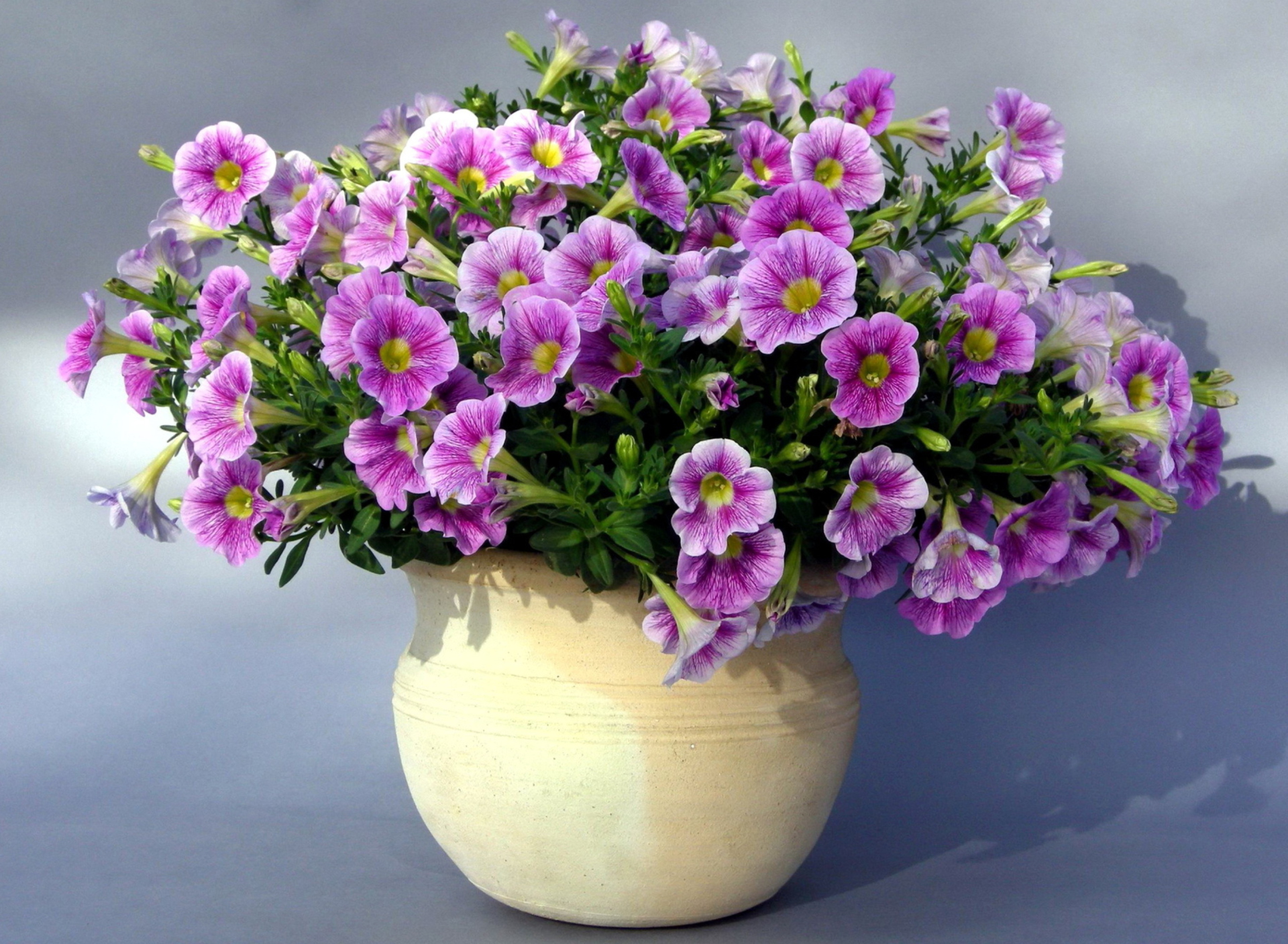 Purple Petunia Bouquet screenshot #1 1920x1408