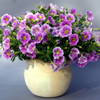 Kostenloses Purple Petunia Bouquet Wallpaper für 2048x2048