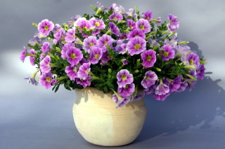 Purple Petunia Bouquet papel de parede para celular para Nokia Asha 205