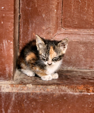 Lonely Kitten - Obrázkek zdarma pro 128x160