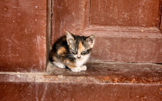 Lonely Kitten - Obrázkek zdarma pro HTC Desire