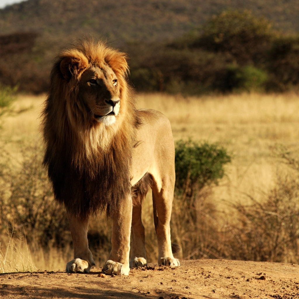 Fondo de pantalla King Lion 1024x1024