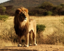 Sfondi King Lion 220x176