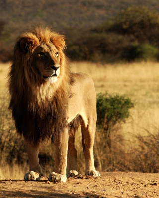 King Lion - Obrázkek zdarma pro 128x160