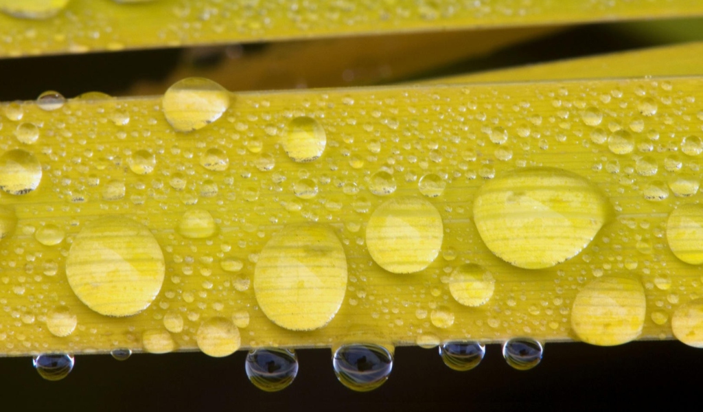 Screenshot №1 pro téma Water Drops On Yellow Leaves 1024x600