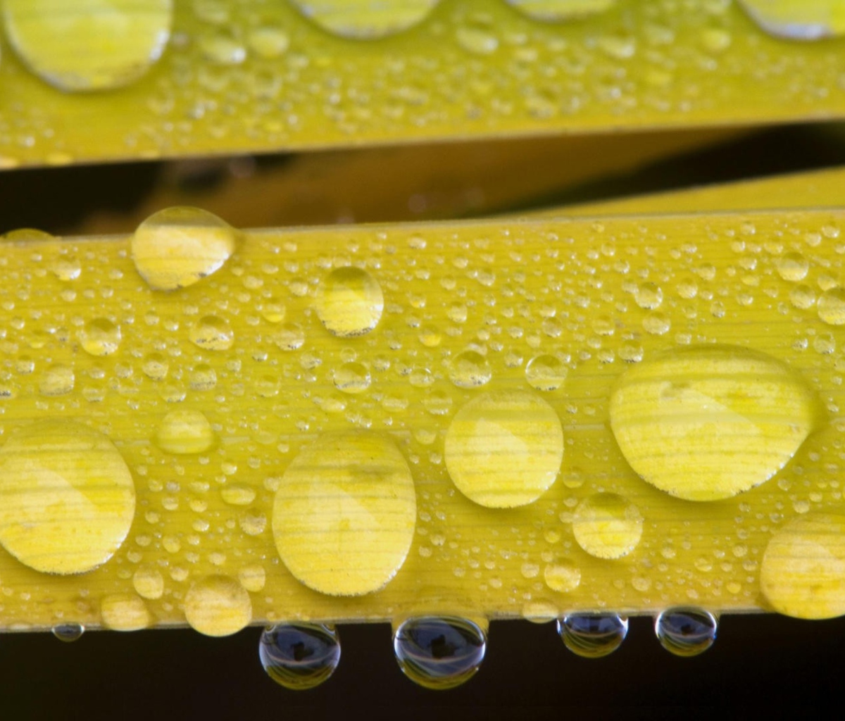 Sfondi Water Drops On Yellow Leaves 1200x1024