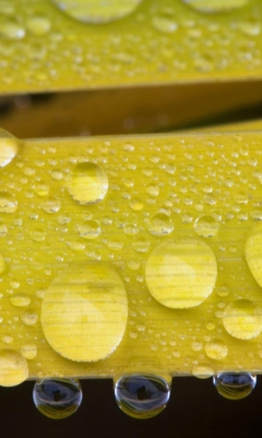 Water Drops On Yellow Leaves wallpaper 240x400