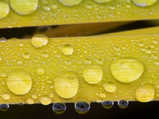 Das Water Drops On Yellow Leaves Wallpaper 320x240