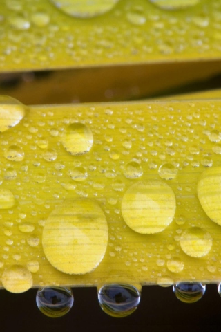 Water Drops On Yellow Leaves wallpaper 320x480