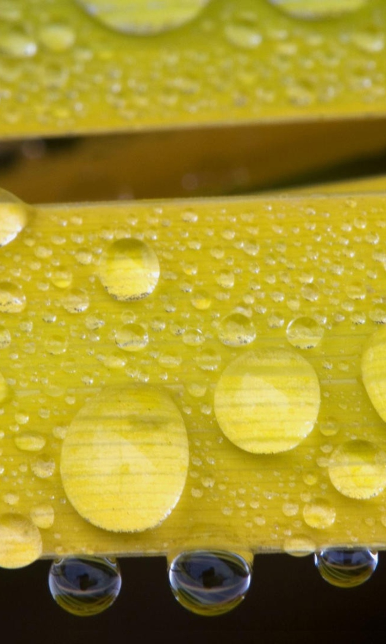 Screenshot №1 pro téma Water Drops On Yellow Leaves 768x1280