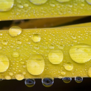 Water Drops On Yellow Leaves papel de parede para celular para iPad 2
