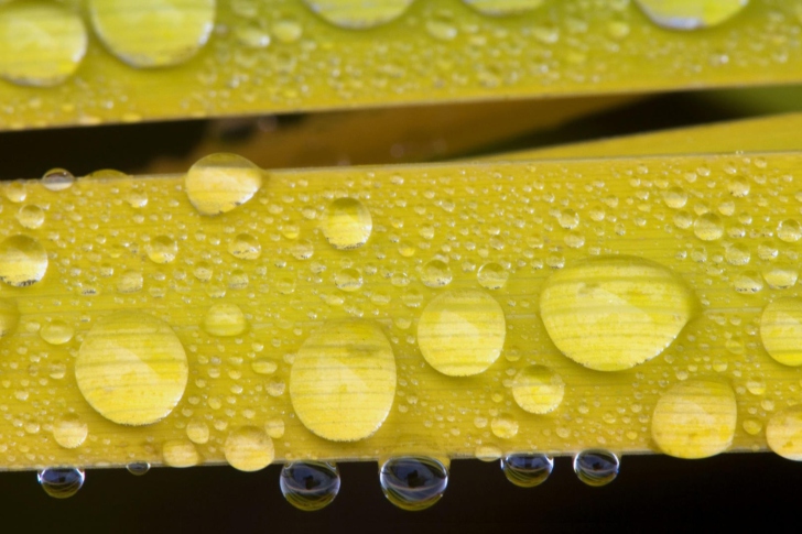 Sfondi Water Drops On Yellow Leaves