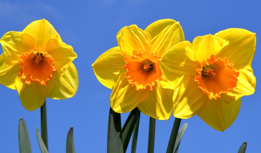 Yellow Daffodils screenshot #1 1024x600